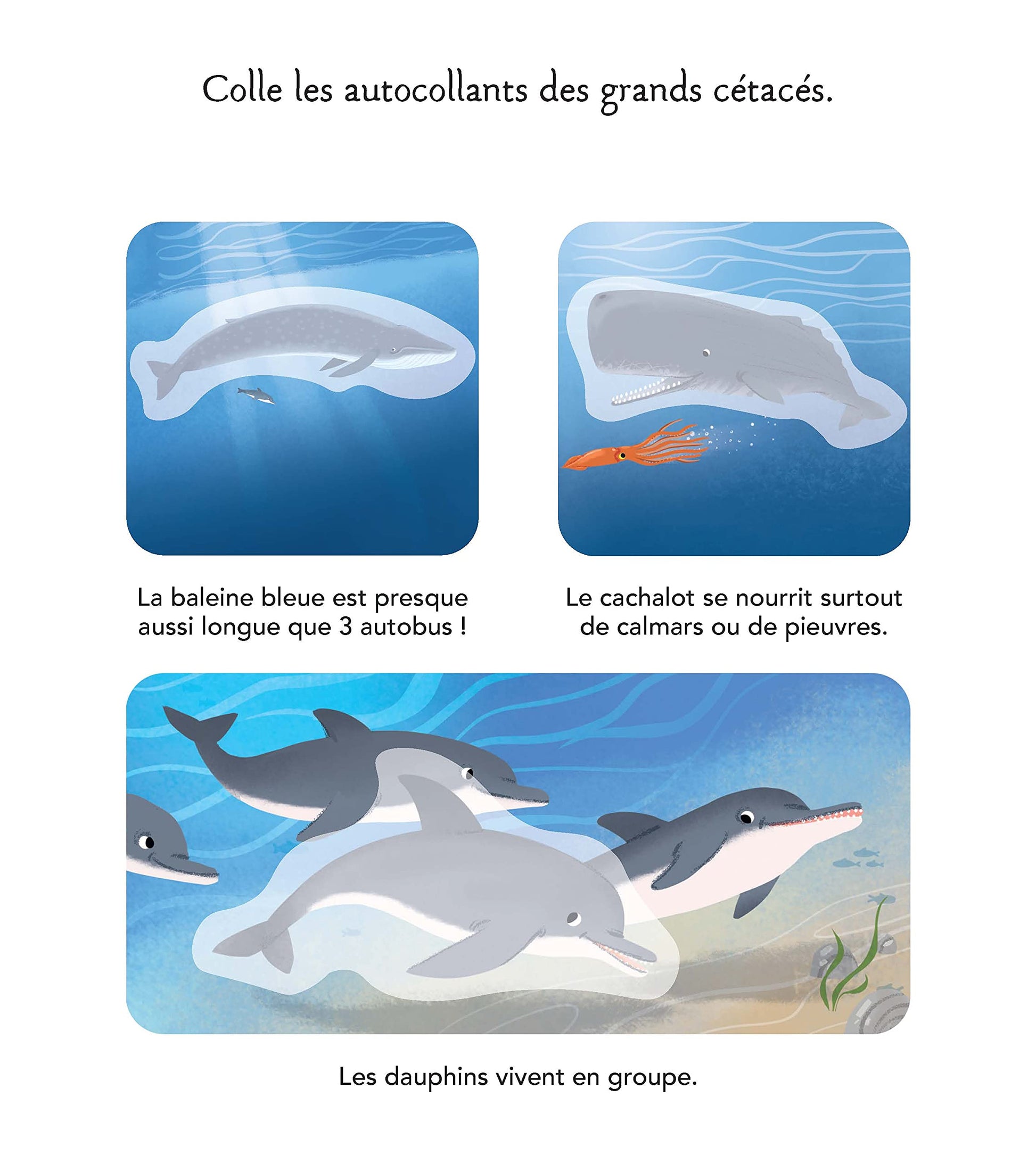 Les animaux de la mer