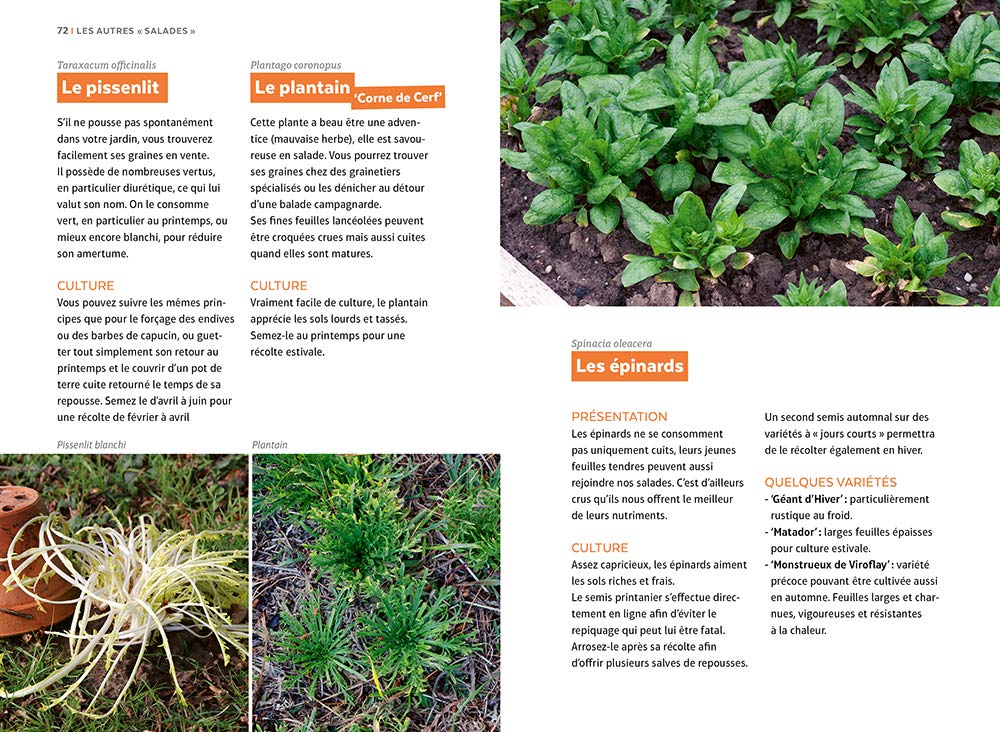 Salades - Tous les types de salades & comment les cultiver