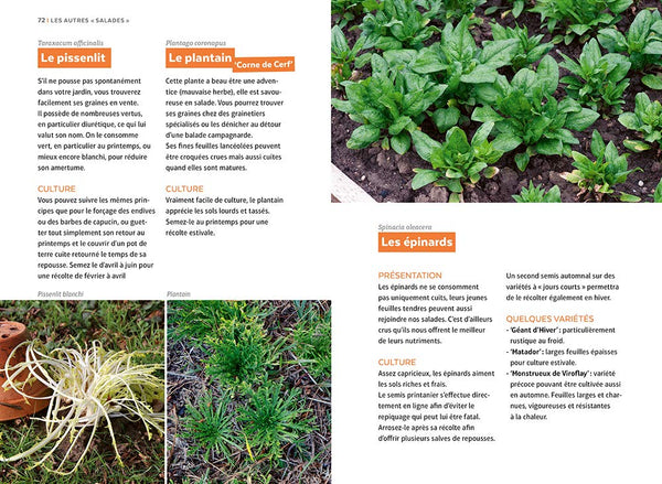 Salades - Tous les types de salades & comment les cultiver