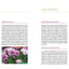Fleurs en pots pour balcons et terrasses