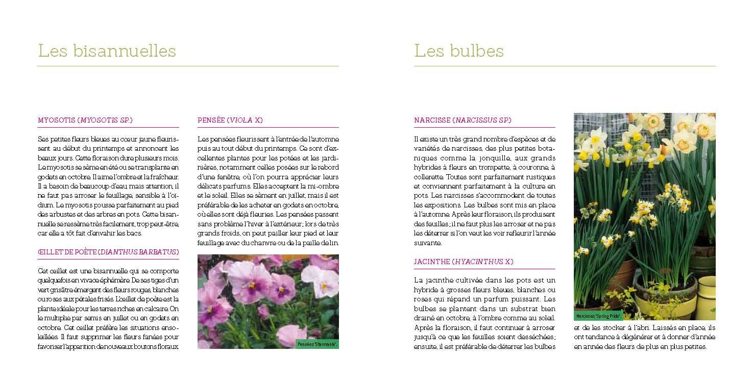 Fleurs en pots pour balcons et terrasses