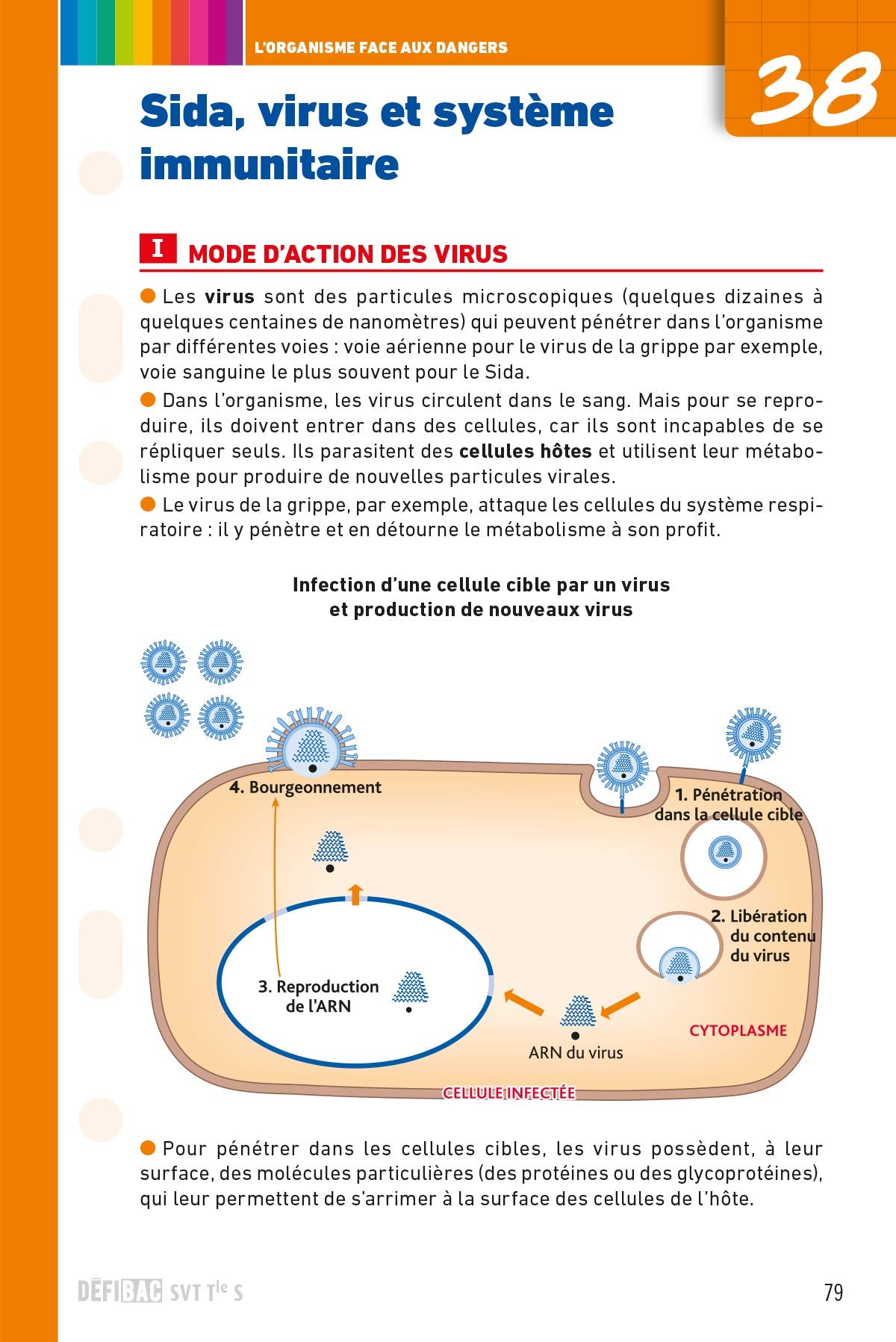DéfiBac - Fiches de révision - SVT Tle S + OFFERT : vos fiches sur votre mobile