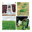 Recettes d'ailleurs... 100% locales !: Arachide, chayotte, patate douce, kiwano, gombo, shiszo, tomatille
