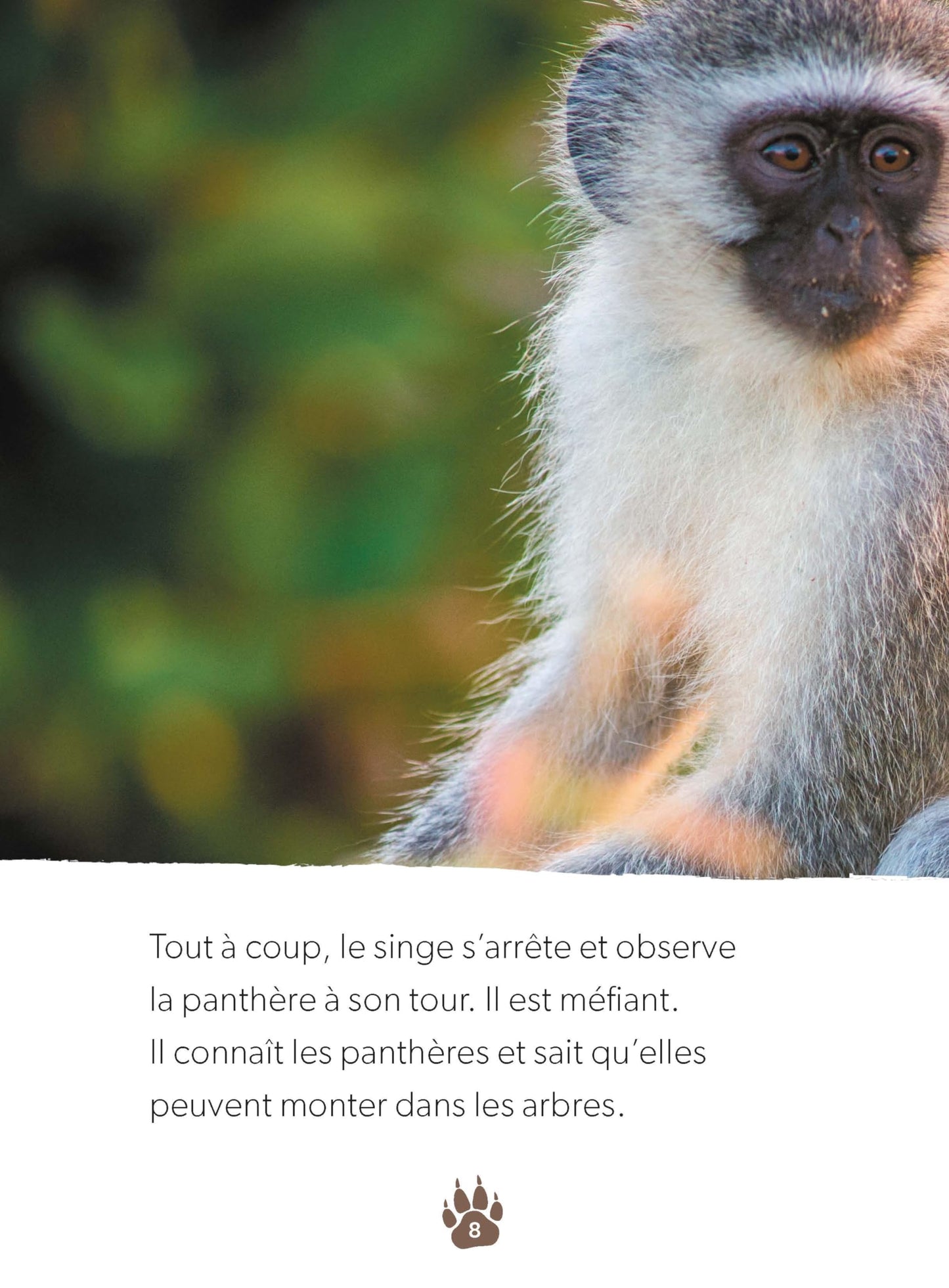 Une petite panthère acrobate
