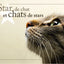 Star de chat et chats de stars