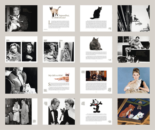 Star de chat et chats de stars