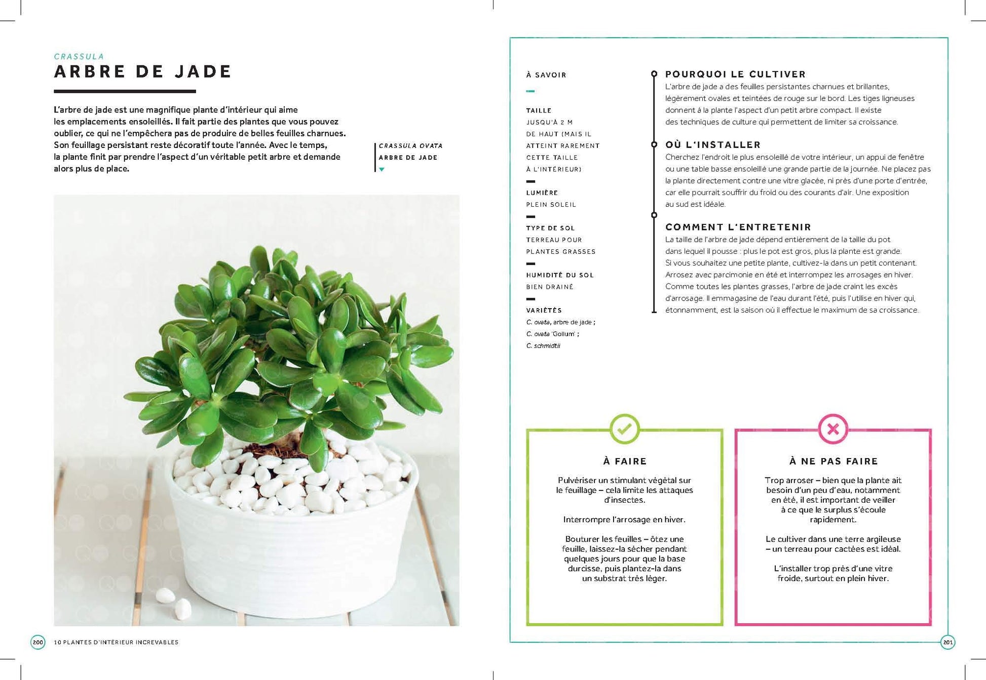 50 plantes pour ceux qui n ont pas la main verte: Maison - Balcon - Jardin