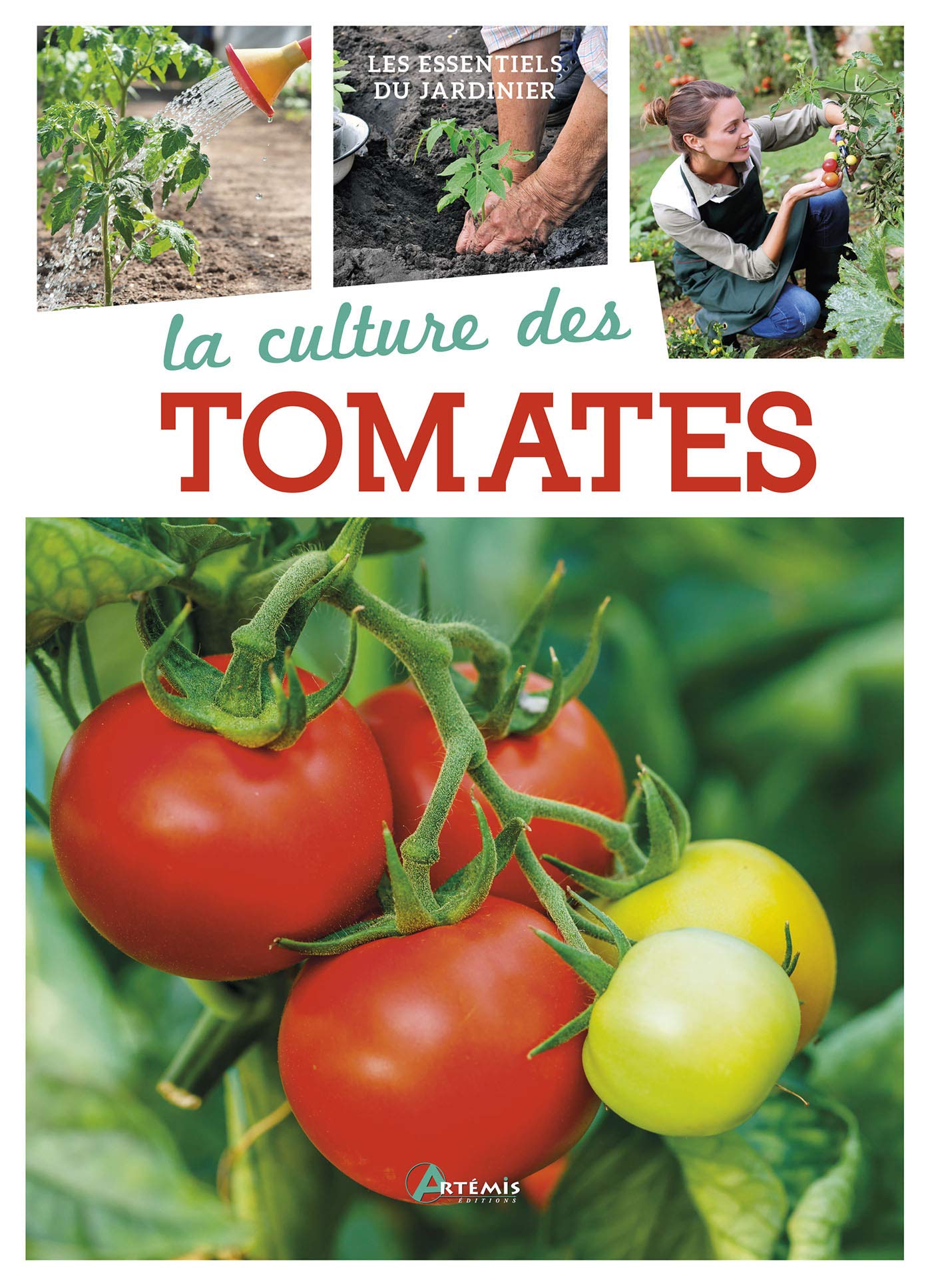 La culture des tomates