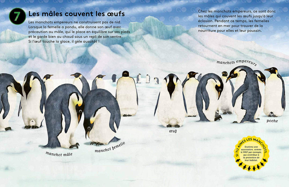 10 secrets sur... Les manchots