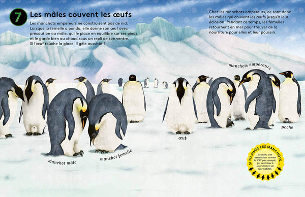 10 secrets sur... Les manchots