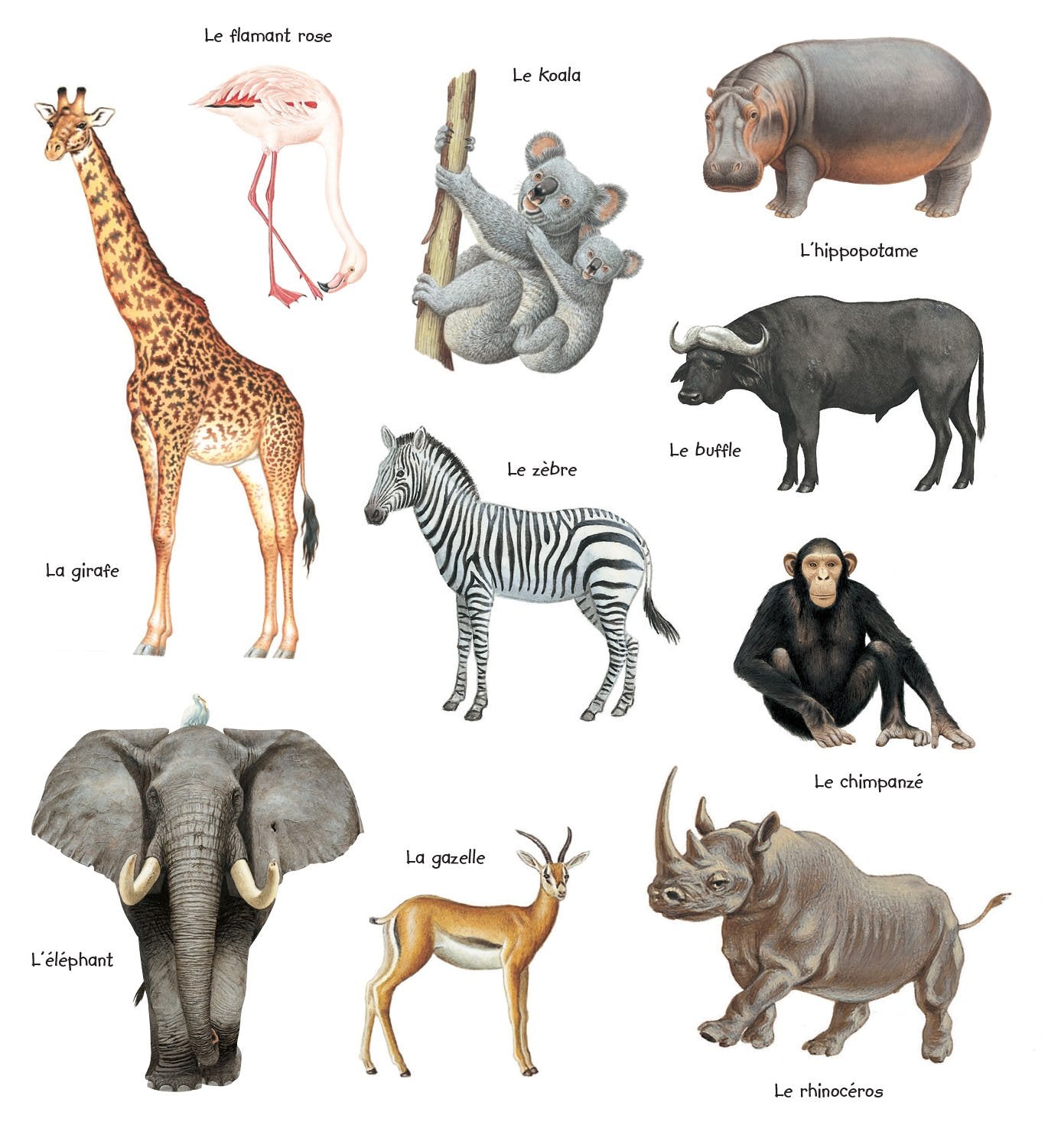 LES ANIMAUX SAUVAGES