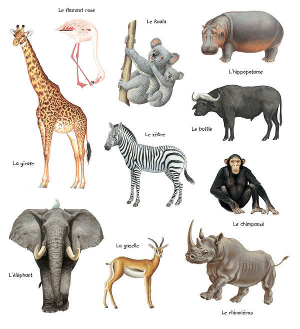 LES ANIMAUX SAUVAGES
