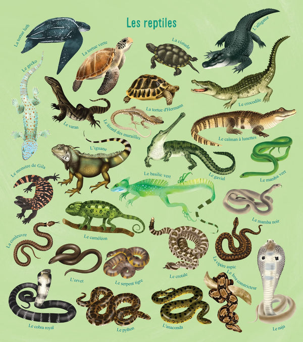 Je découvre les reptiles en dessinant et en coloriant
