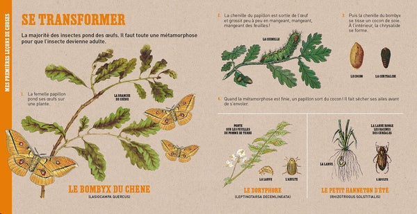 Deyrolle : L'abeille et autres petits insectes – Album documentaire Jeunesse – À partir de 3 ans
