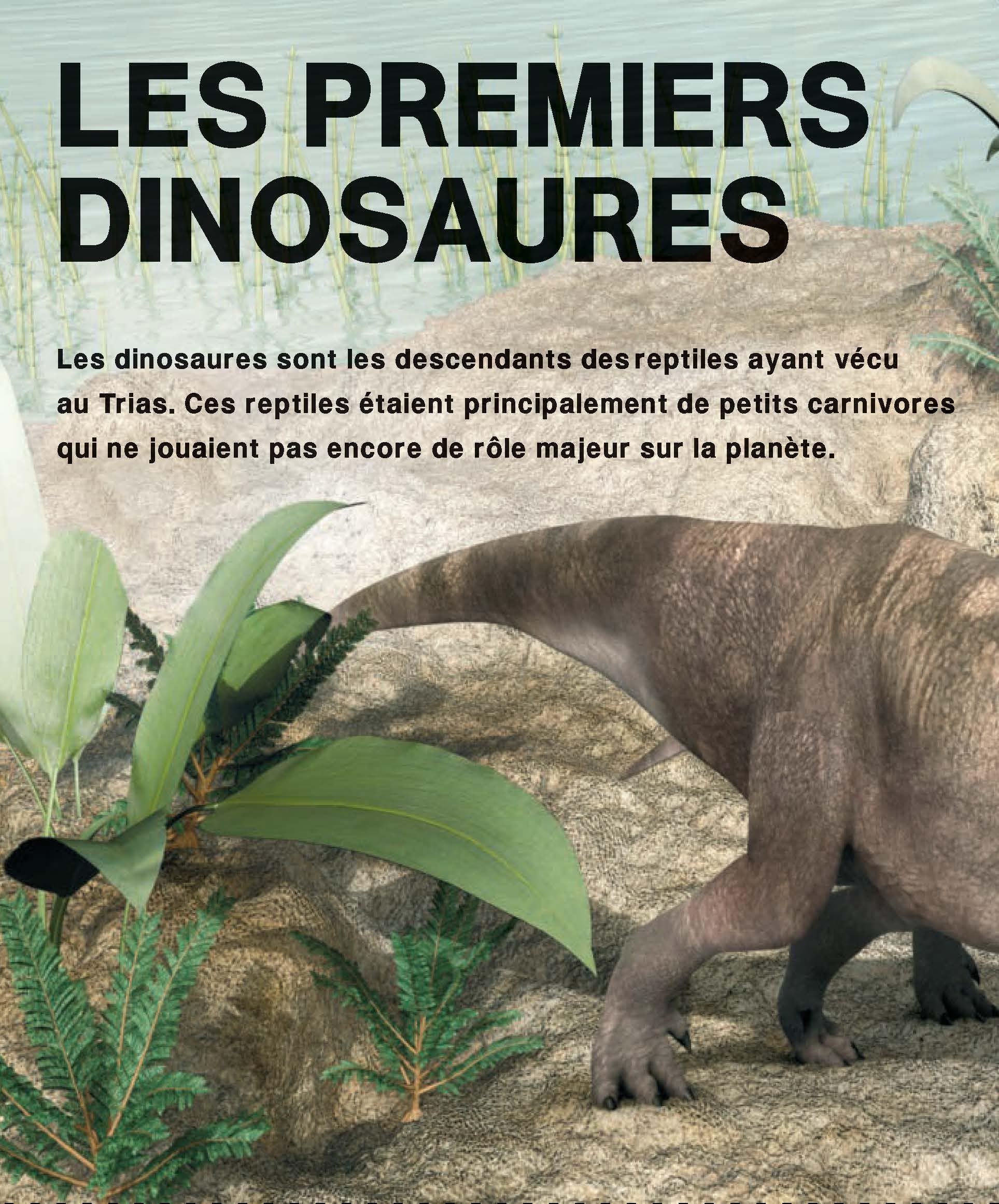 L’incroyable imagerie dinosaures