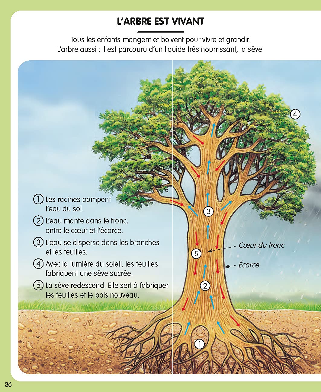 L'imagerie de la nature
