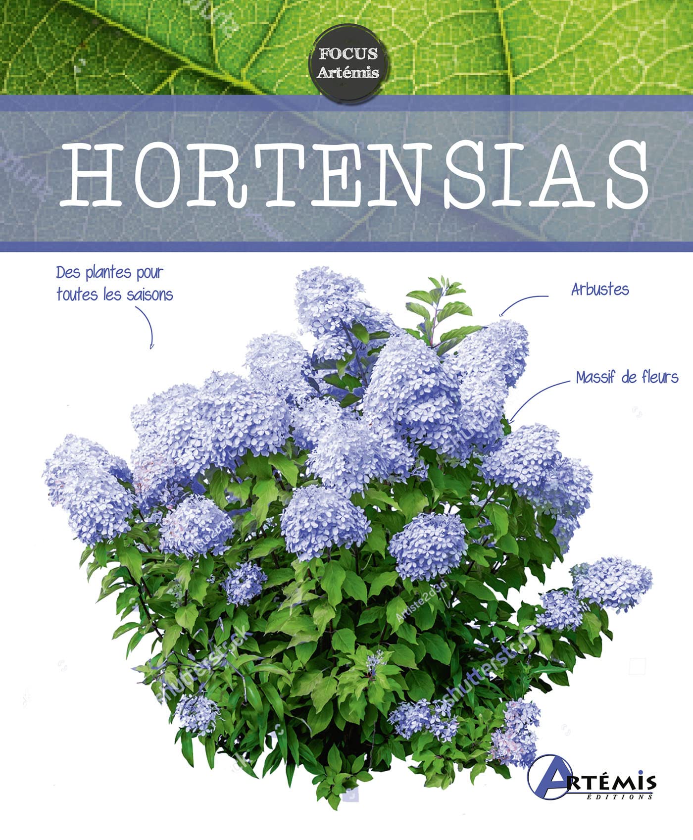 Hortensias