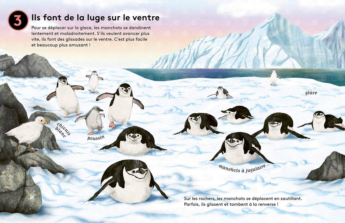 10 secrets sur... Les manchots
