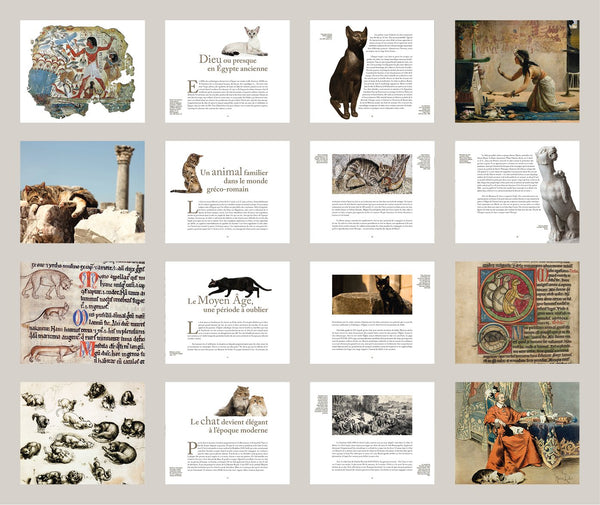 Star de chat et chats de stars
