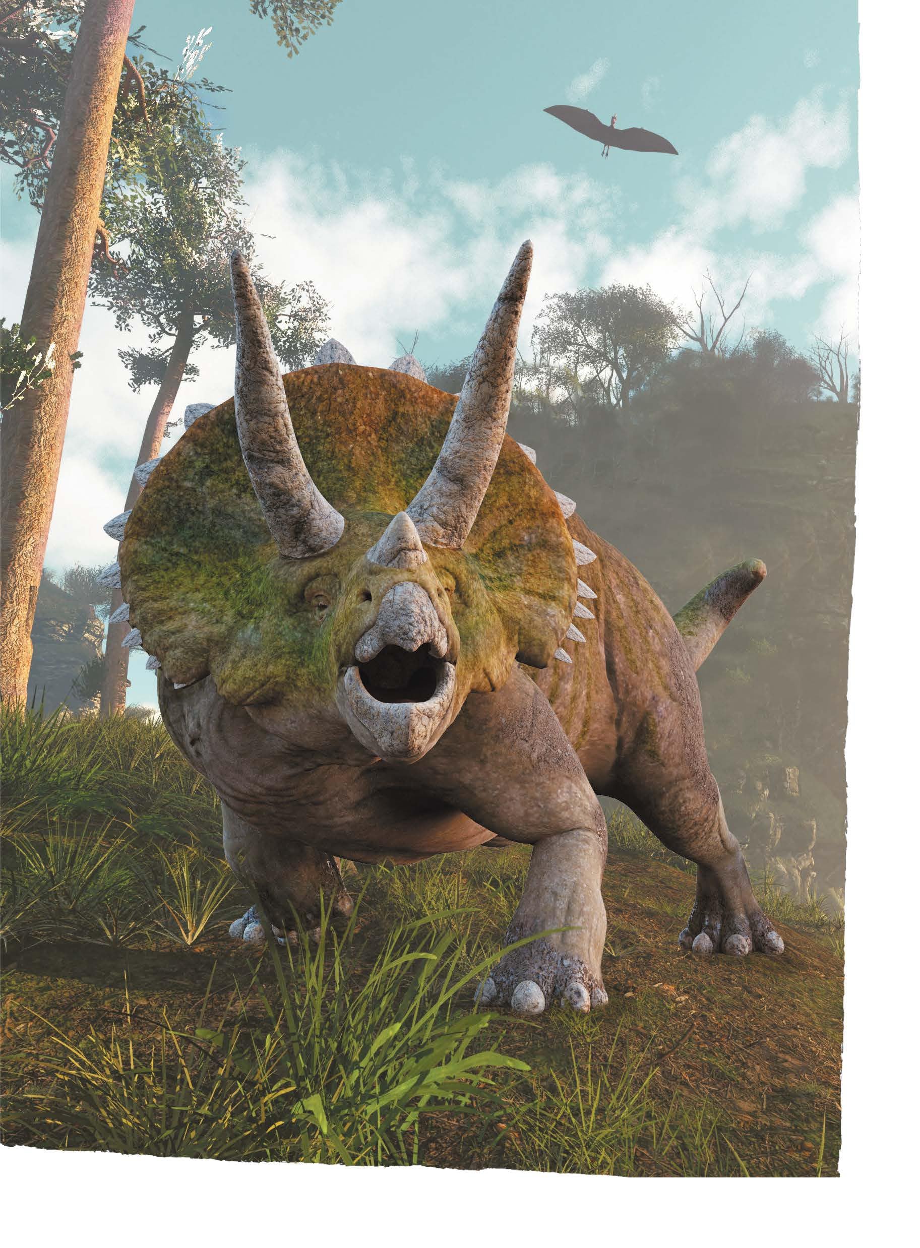 Un jeune tricératops téméraire