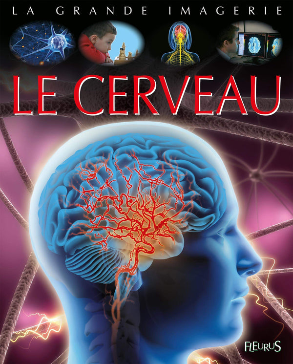 Le cerveau