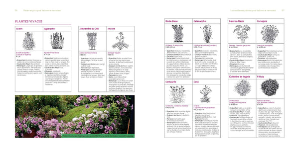 Fleurs en pots pour balcons et terrasses