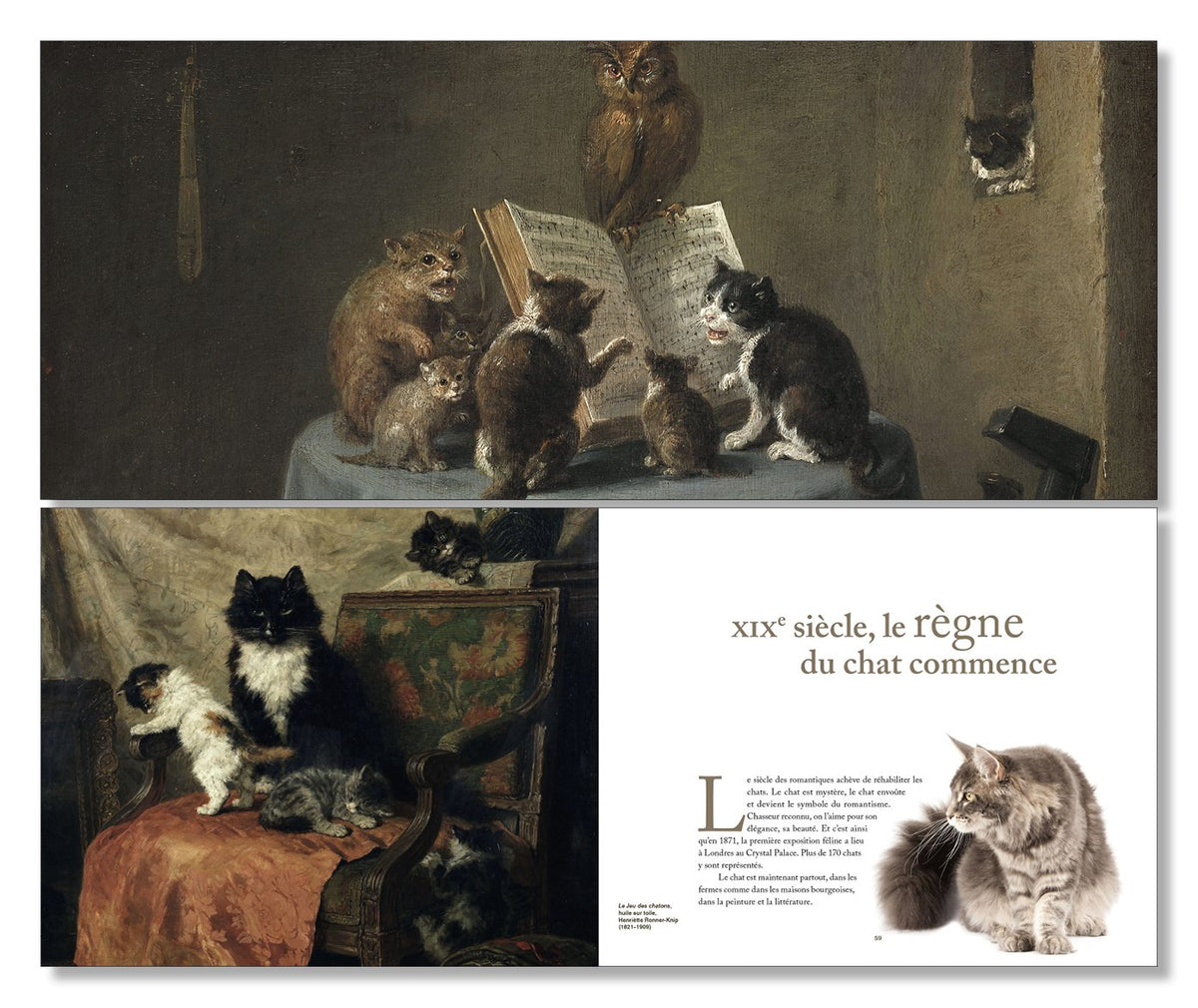Star de chat et chats de stars
