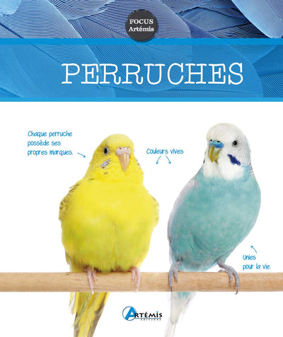 Perruches