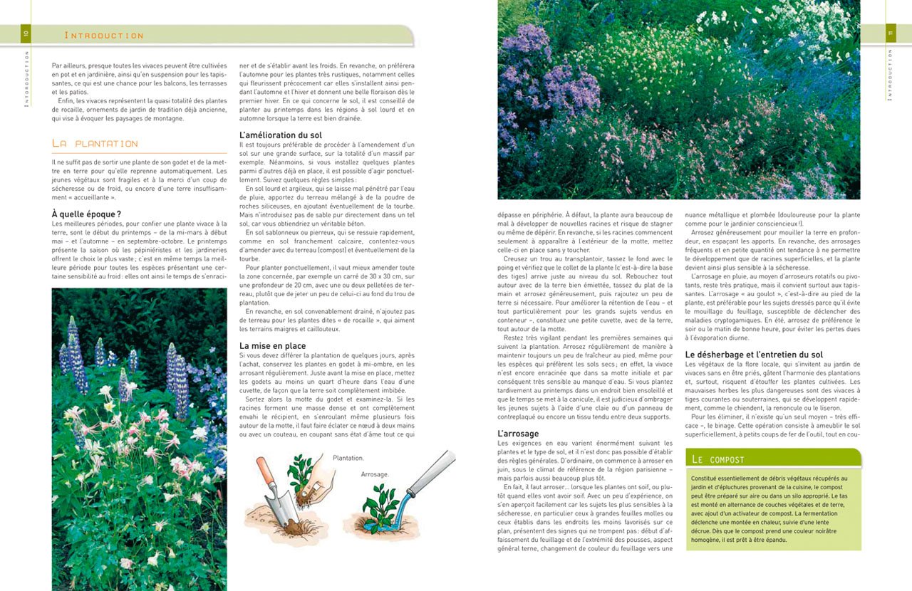 LES PLANTES VIVACES