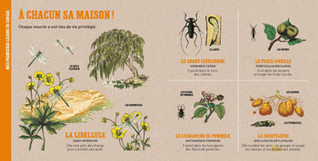 Deyrolle : L'abeille et autres petits insectes – Album documentaire Jeunesse – À partir de 3 ans