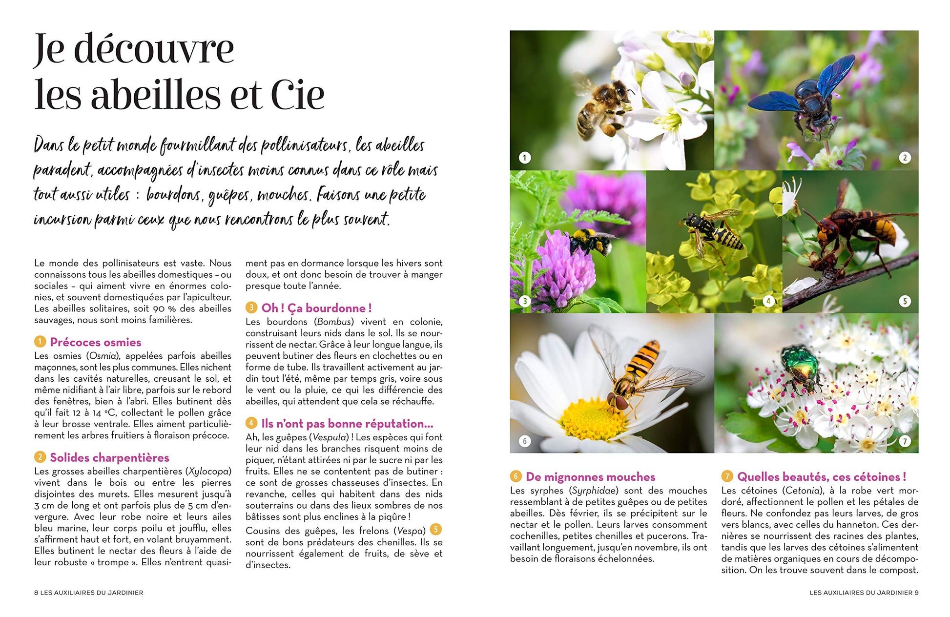 Des plantes mellifères pour mon balcon ou mon jardin