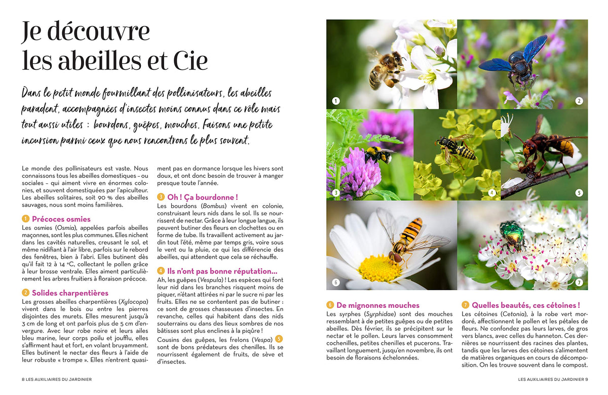 Des plantes mellifères pour mon balcon ou mon jardin