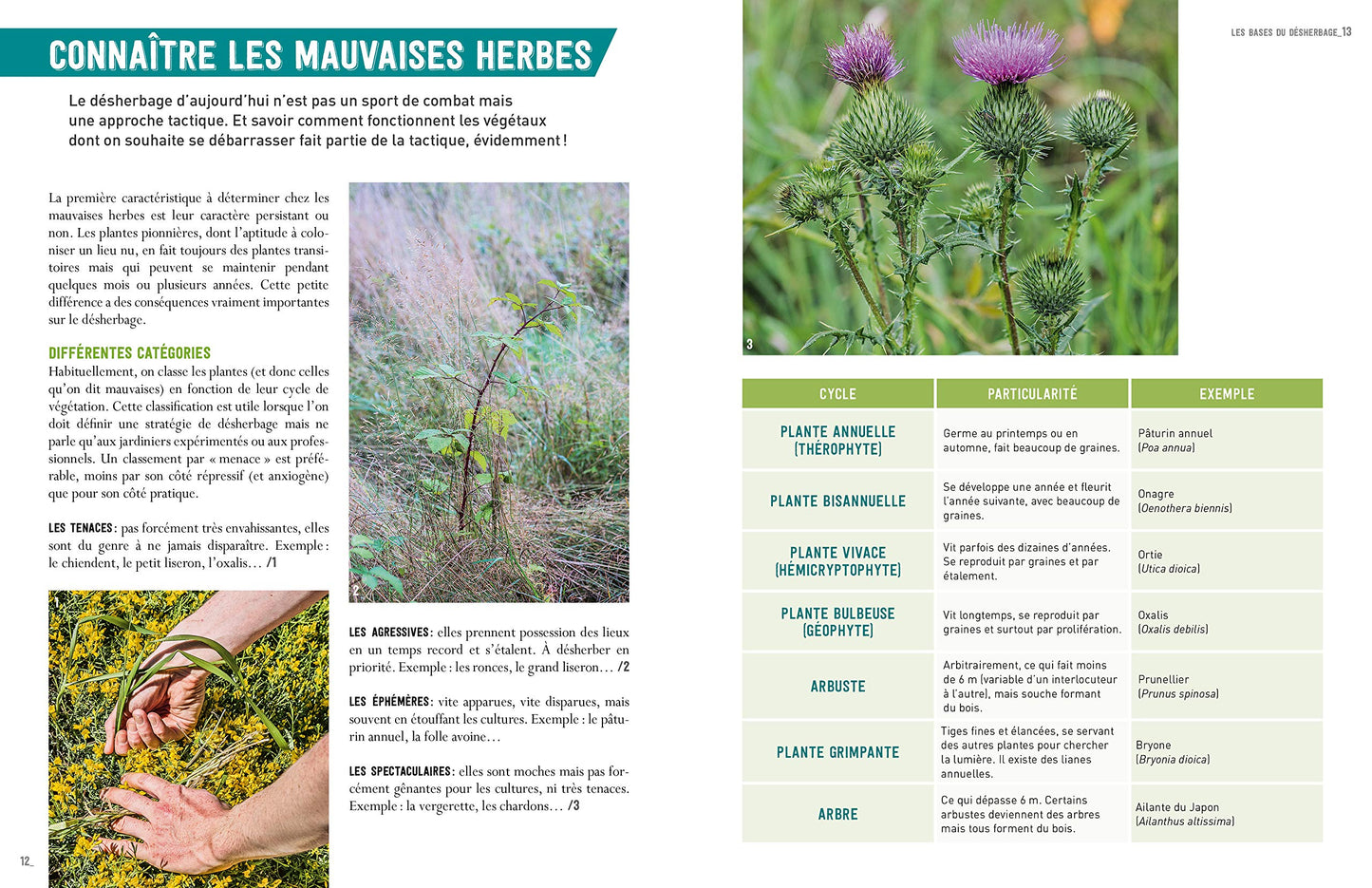 Désherber sans glyphosate - Toutes les solutions bio: Toutes les solutions bio