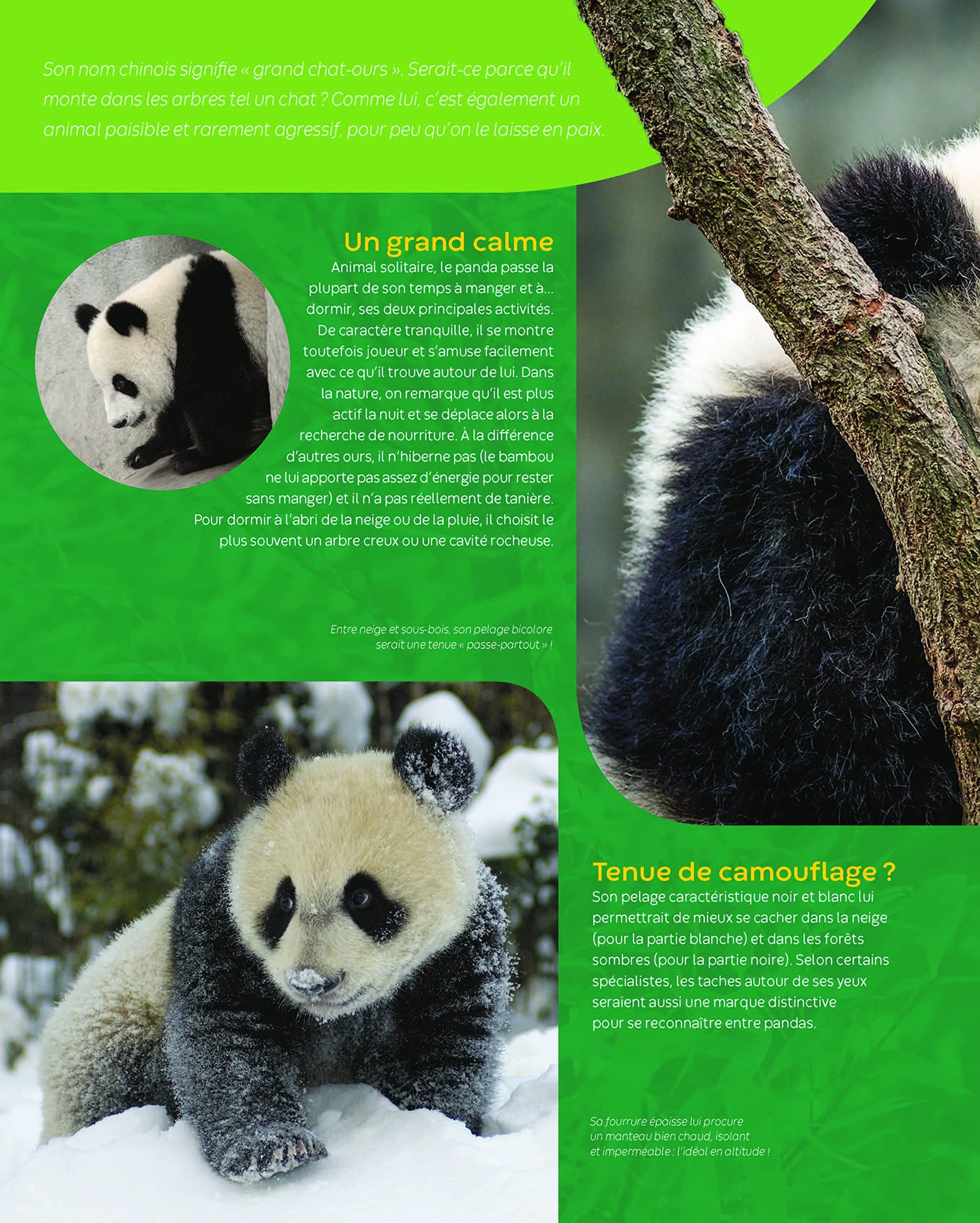 Les pandas