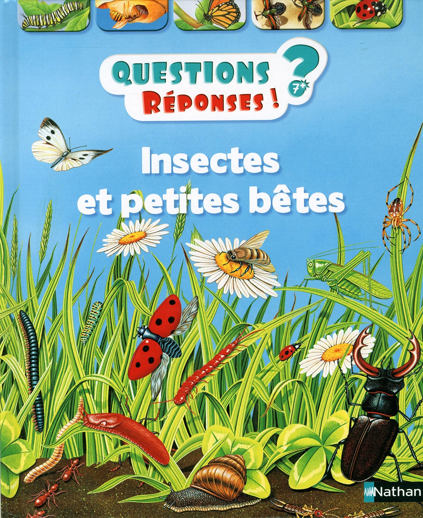 Insectes et petites bêtes - Questions/Réponses - doc dès 7 ans